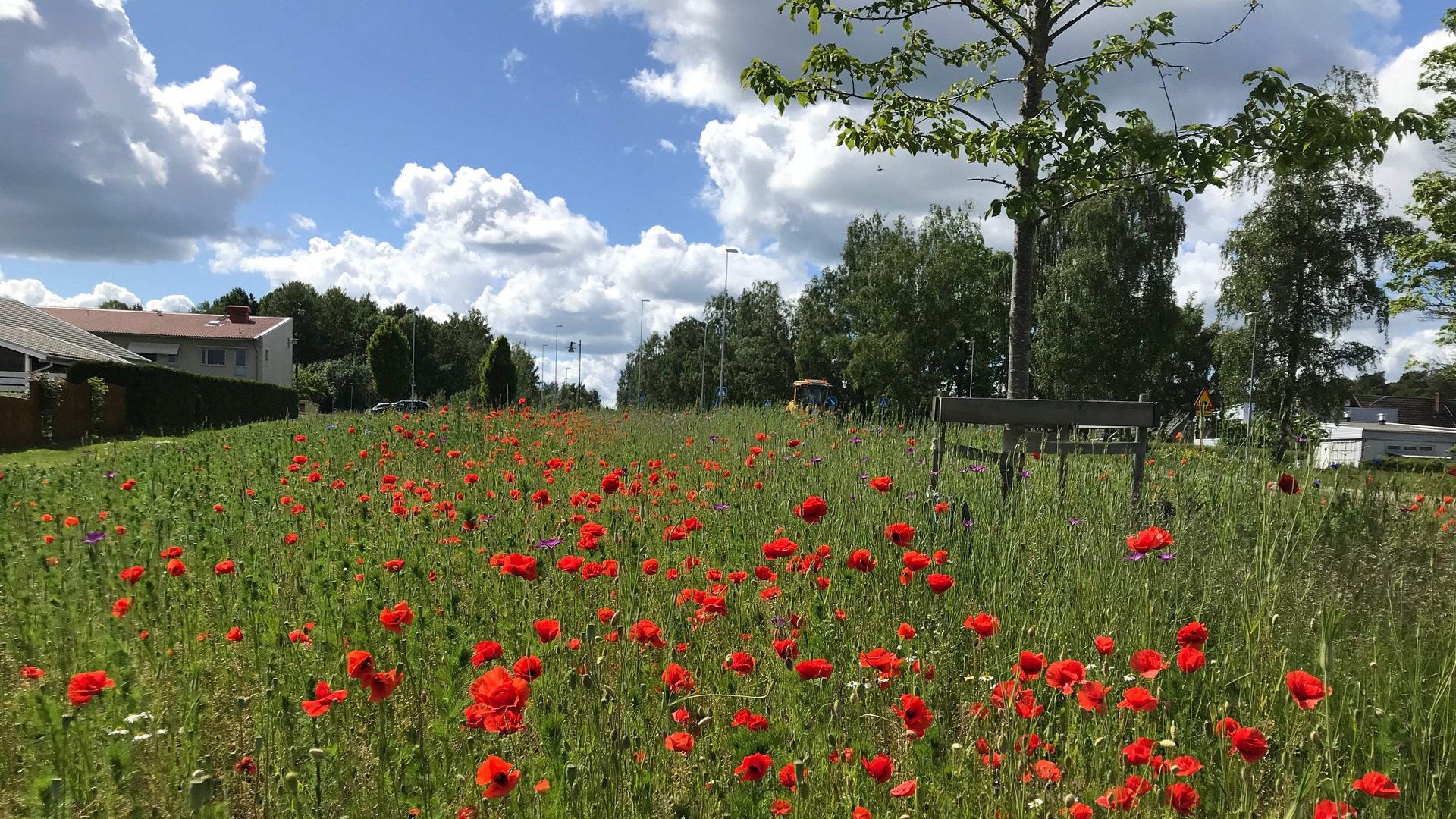 En äng med vallmoblommor.