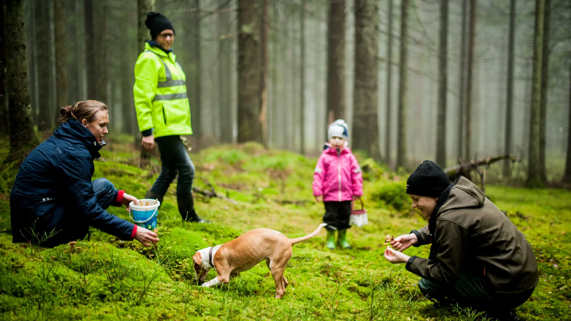 En familj med barn och hund plockar svamp i en skogsglänta.