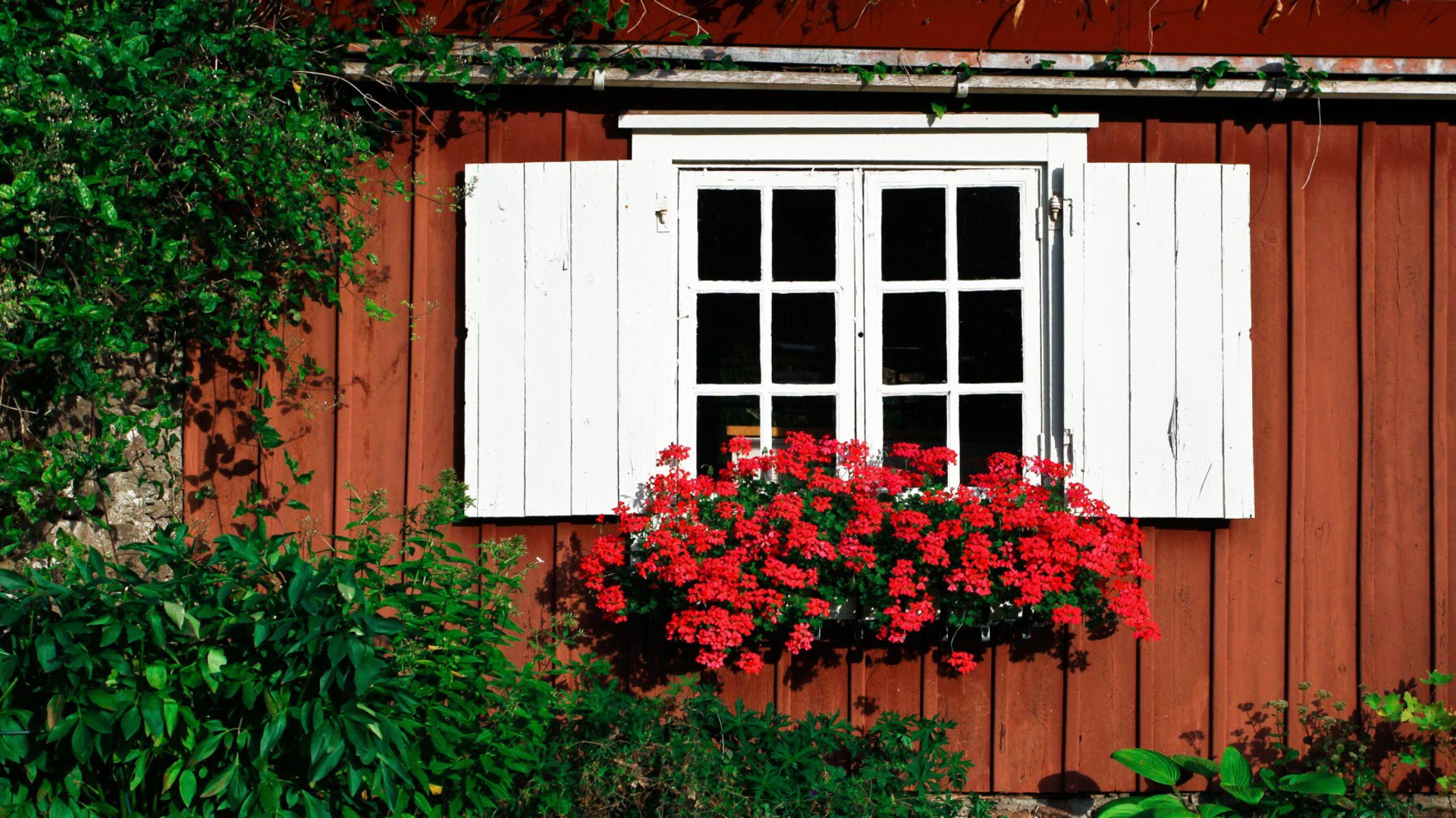 Rött hus med vitt fönster och mycket växtlighet utanför.