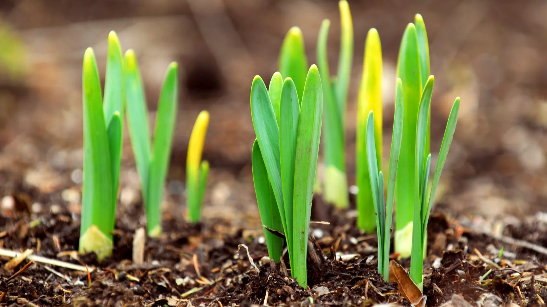 Lökar som sticker upp ur jorden.