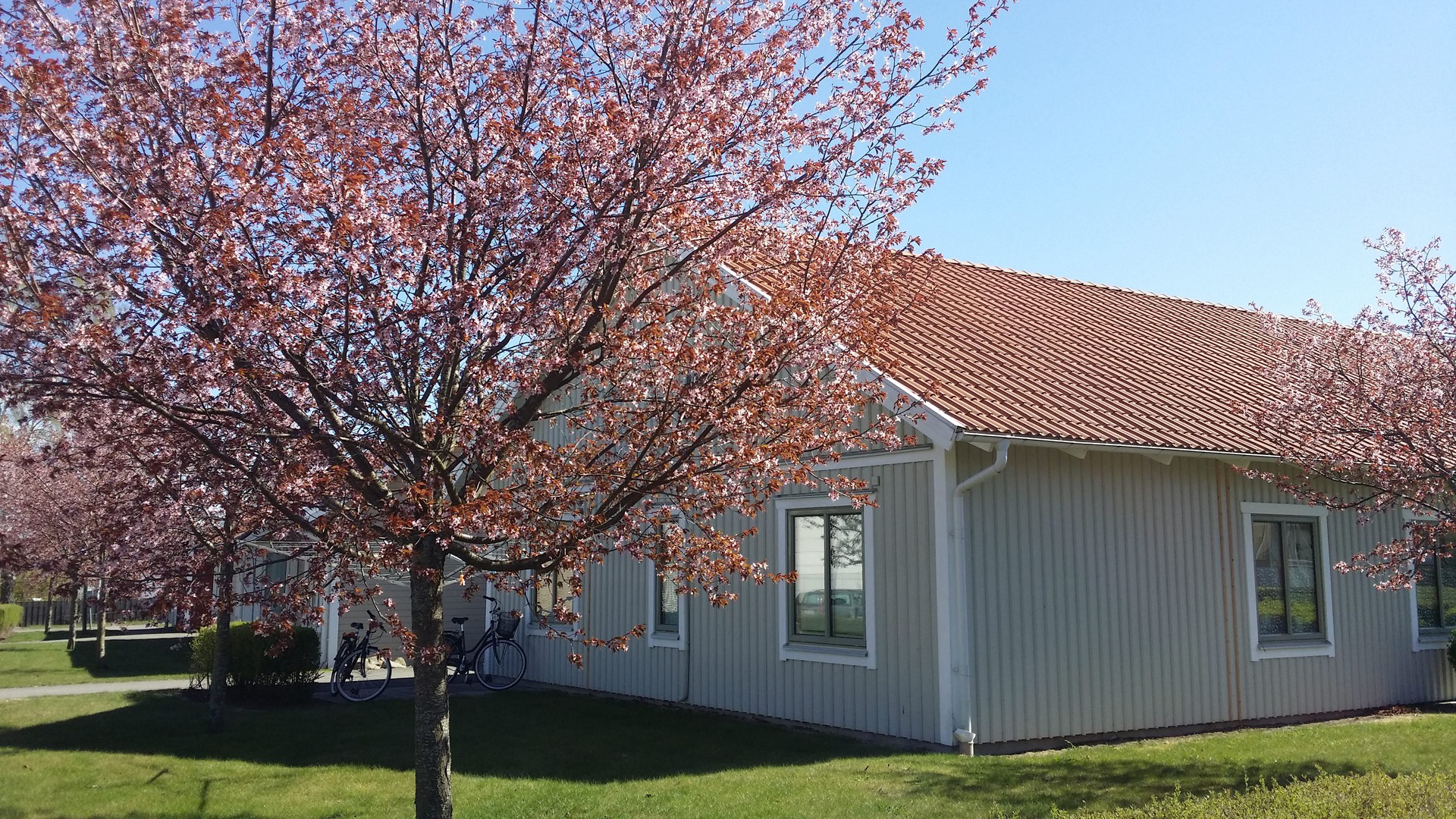 Exteriör Gjutaren, med blommande körsbärsträd utanför.